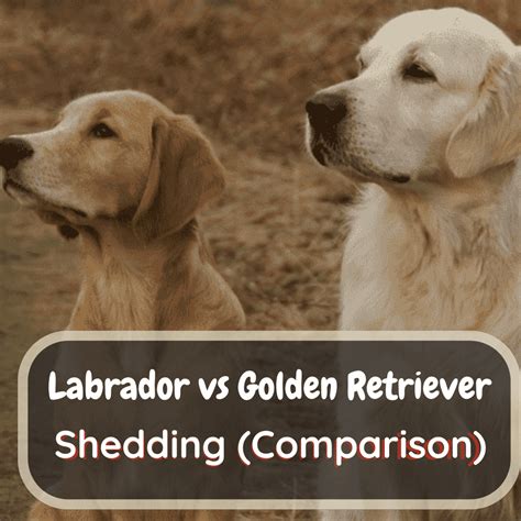 golden retriever vs labrador shedding.